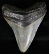 Megalodon Tooth - South Carolina #18404-1